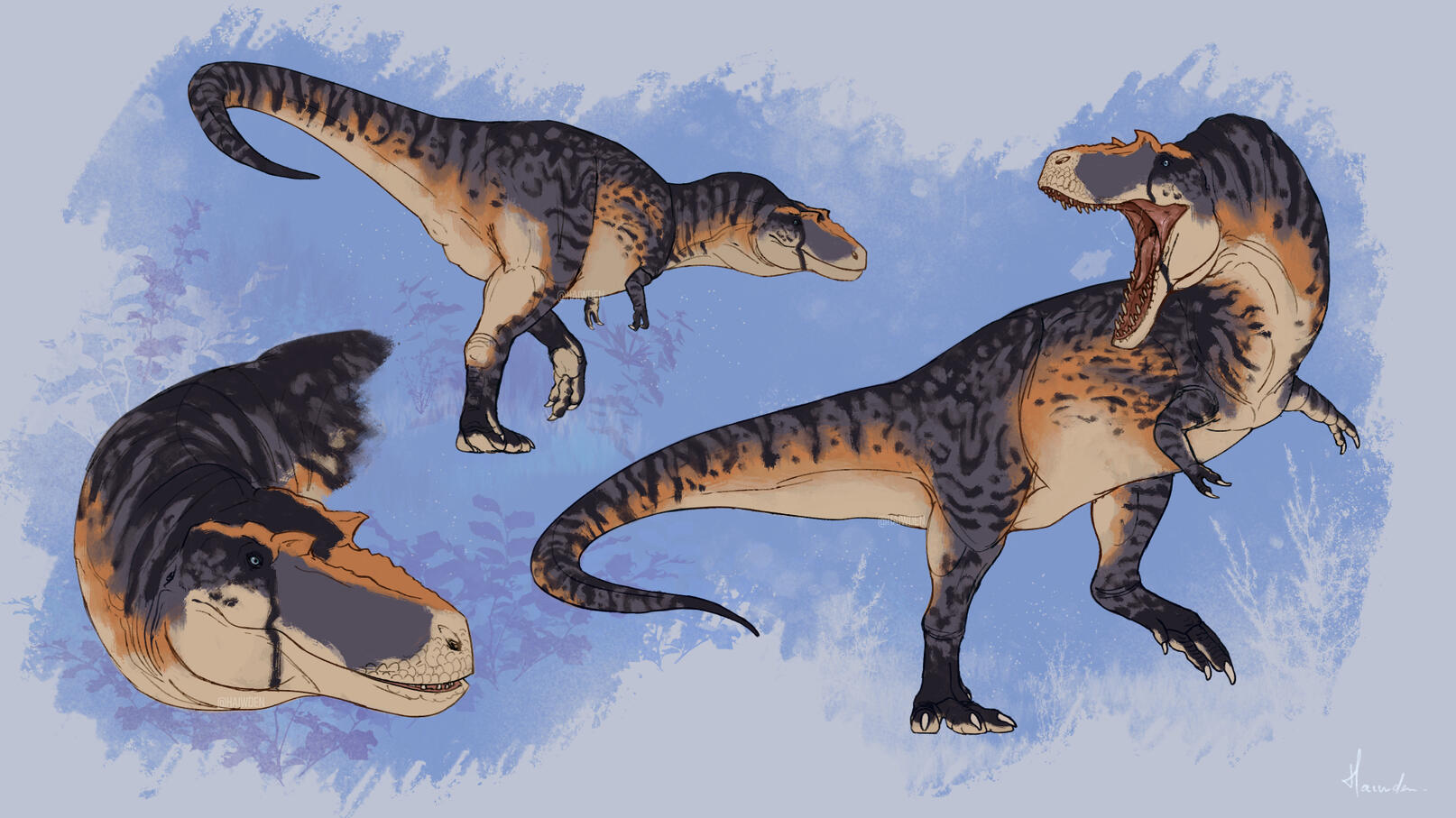 Albertosaurus sketches